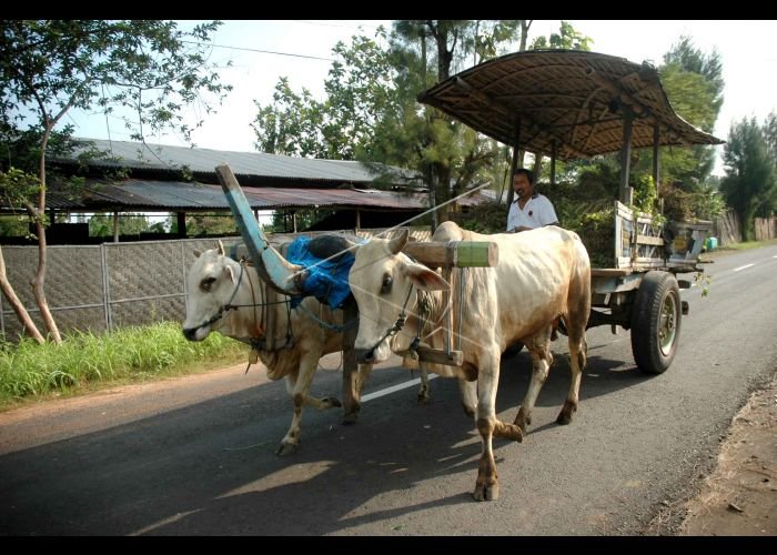 Pedati - Kediri, Jawa Timur